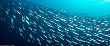 全方位体育赛事数据分析